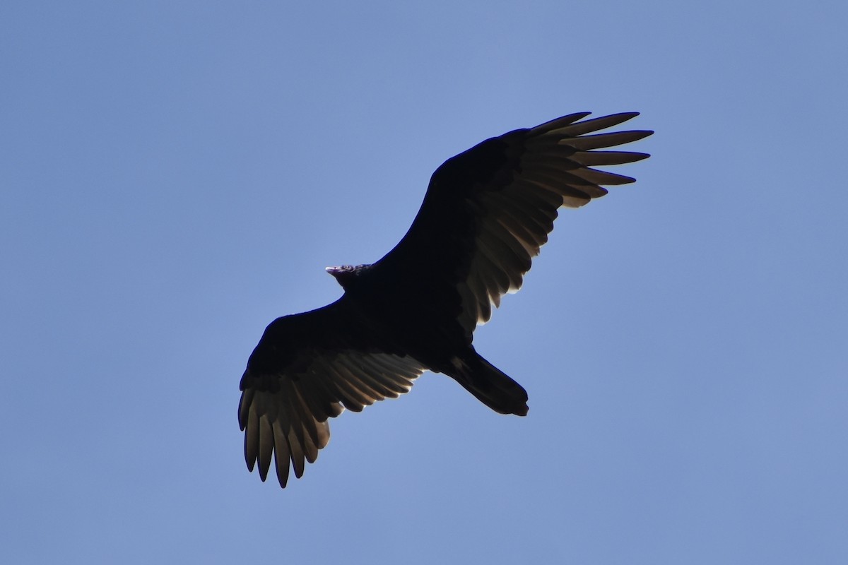 Urubu à tête rouge - ML641885841