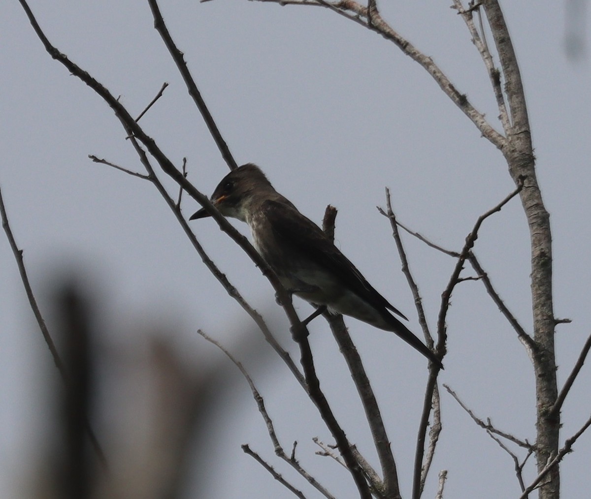 Olive-sided Flycatcher - ML641885849