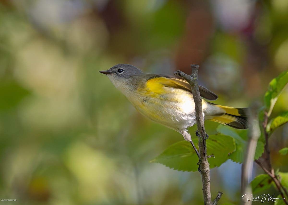 rødstjertparula - ML641885882