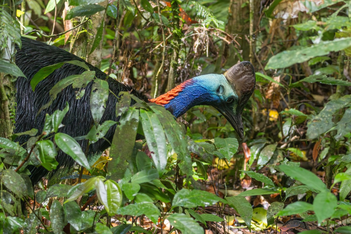 Southern Cassowary - ML641885884