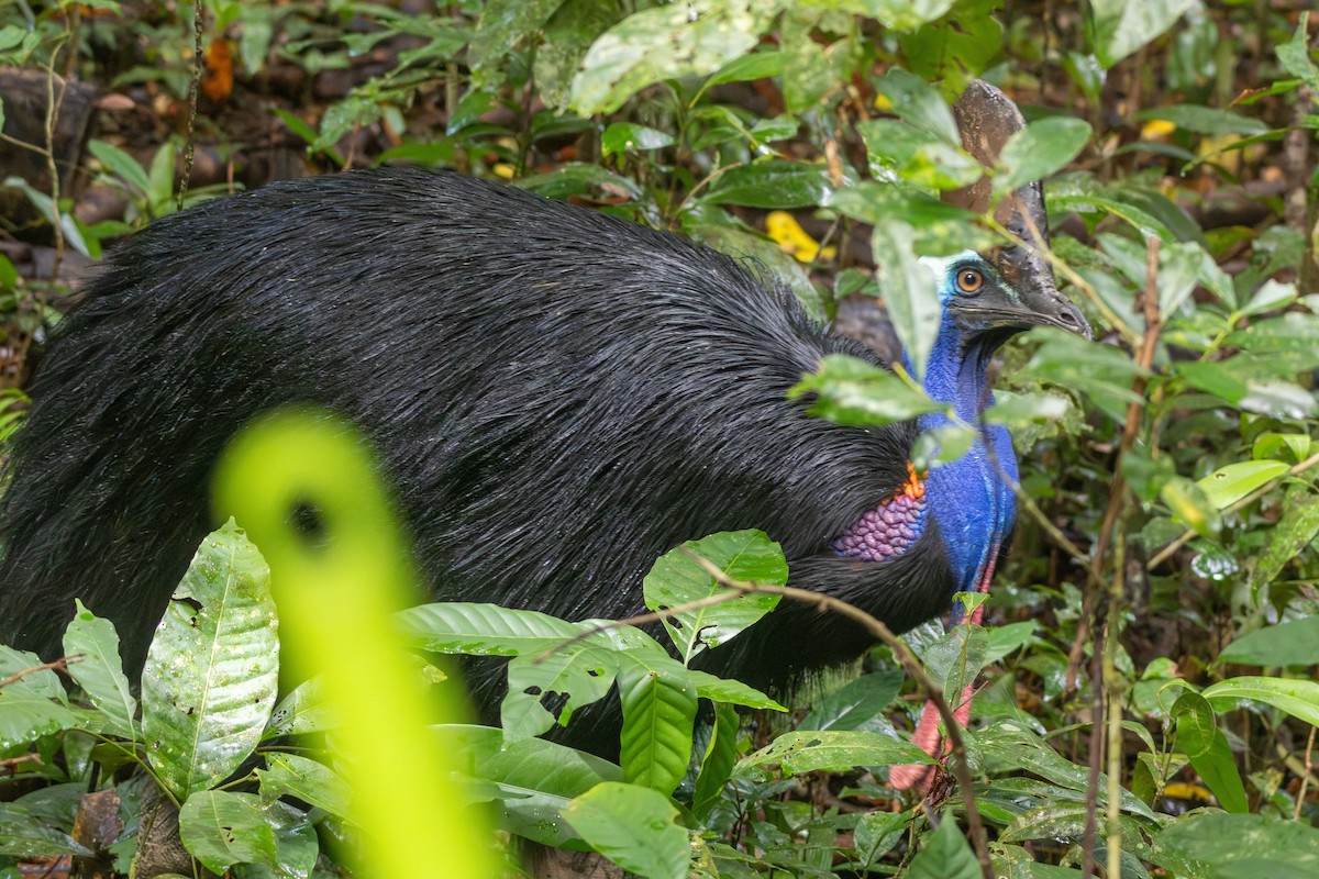 Southern Cassowary - ML641885885