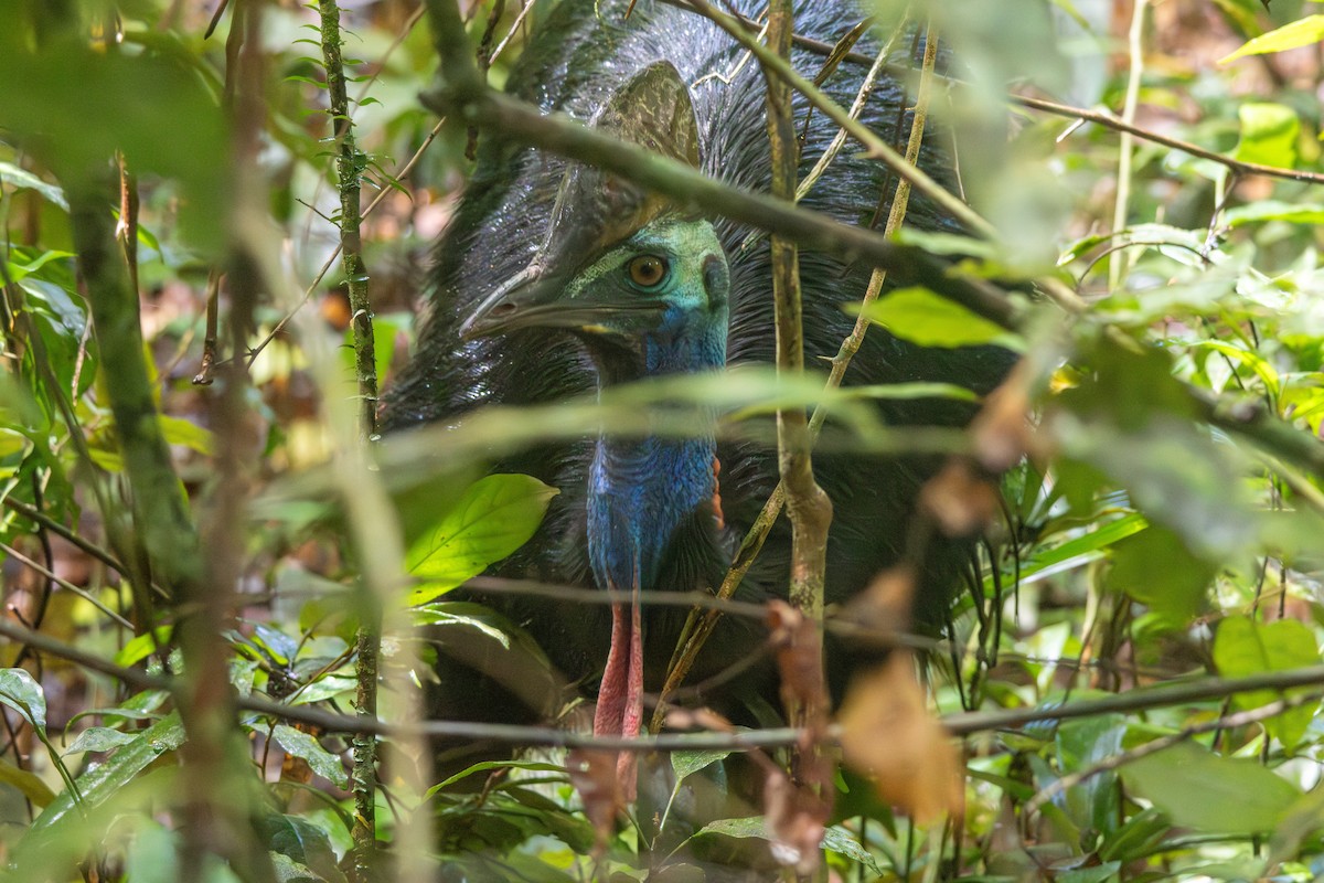 Southern Cassowary - ML641885886