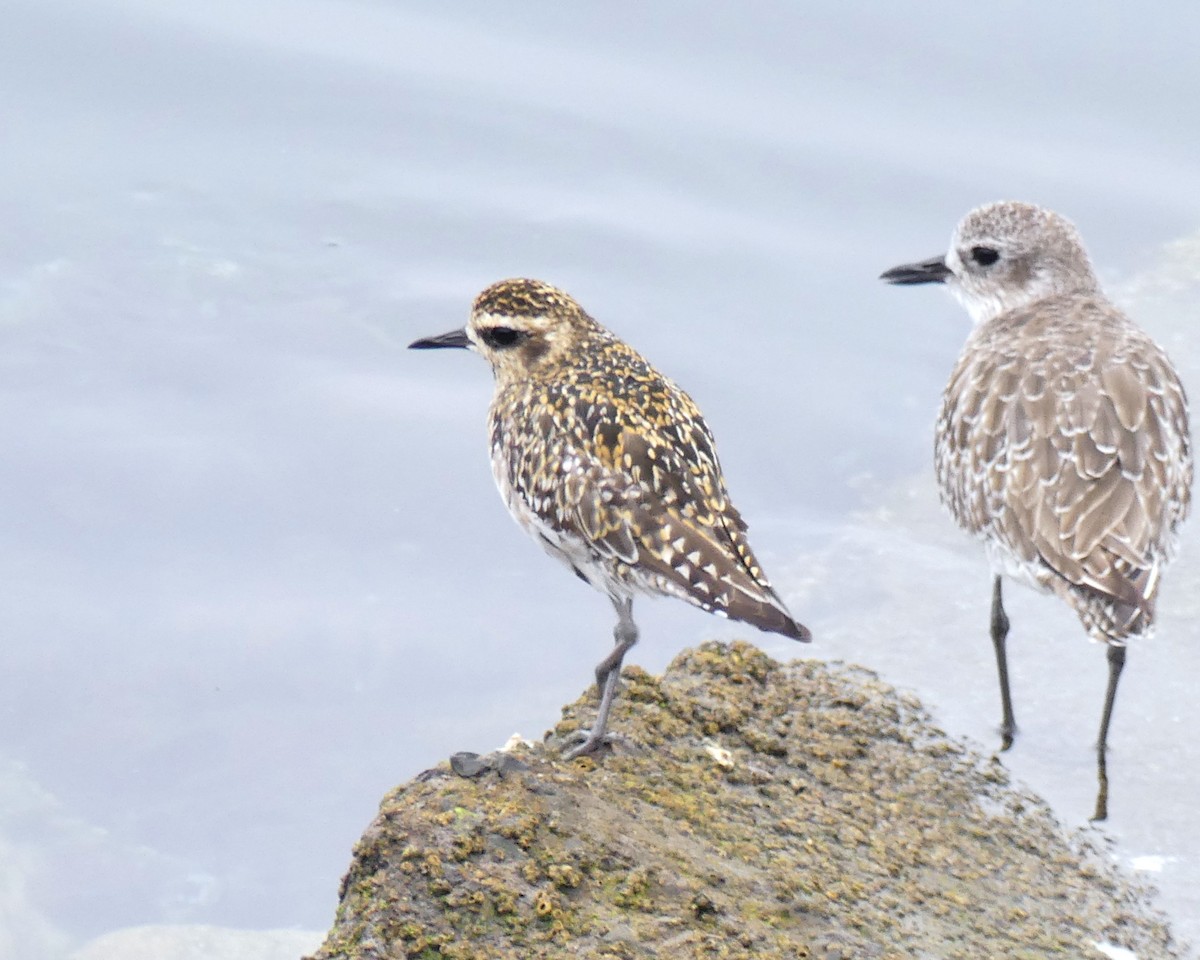 Pacific Golden-Plover - ML641885891