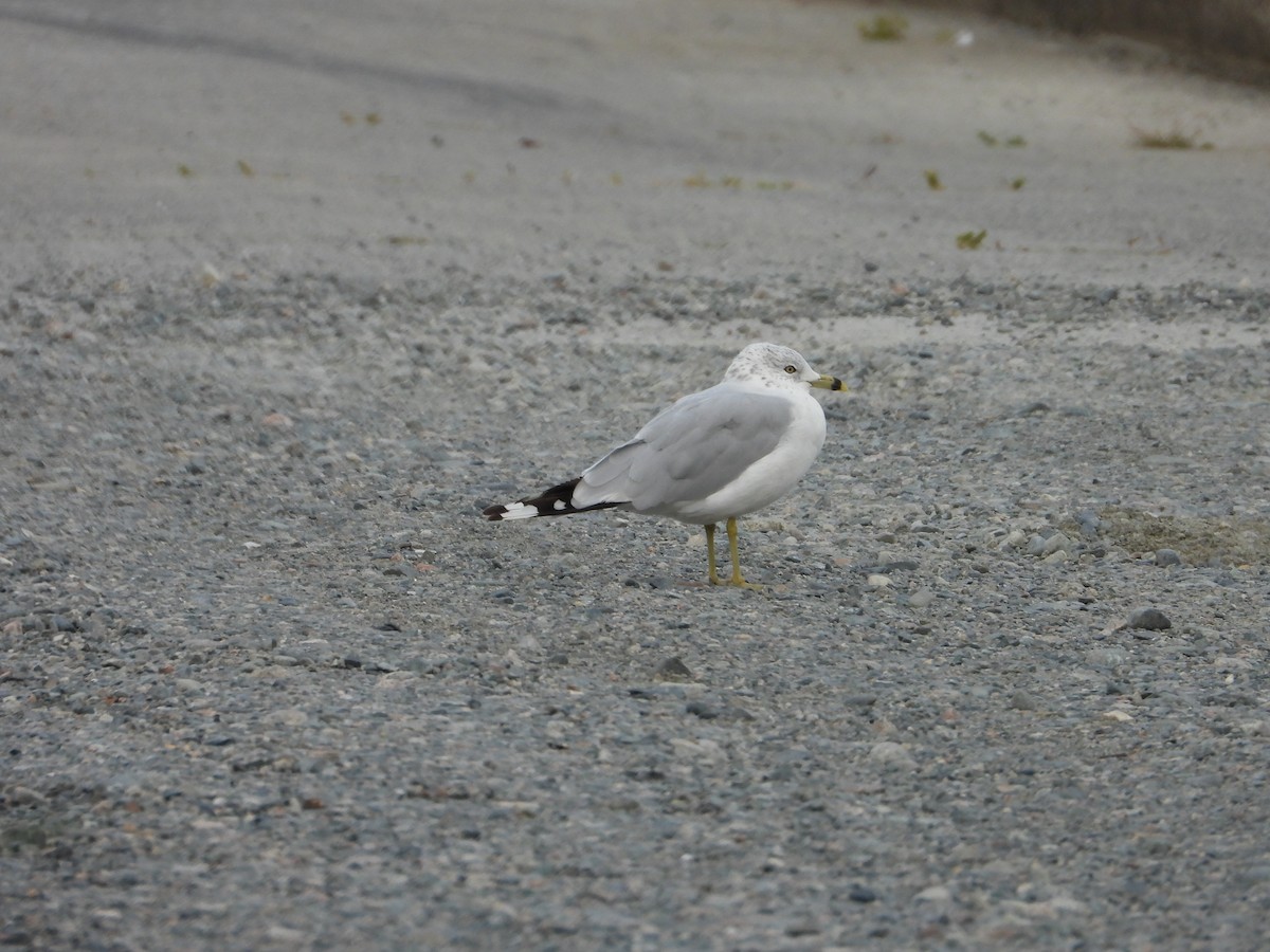 Ring-billed Gull - ML641885902