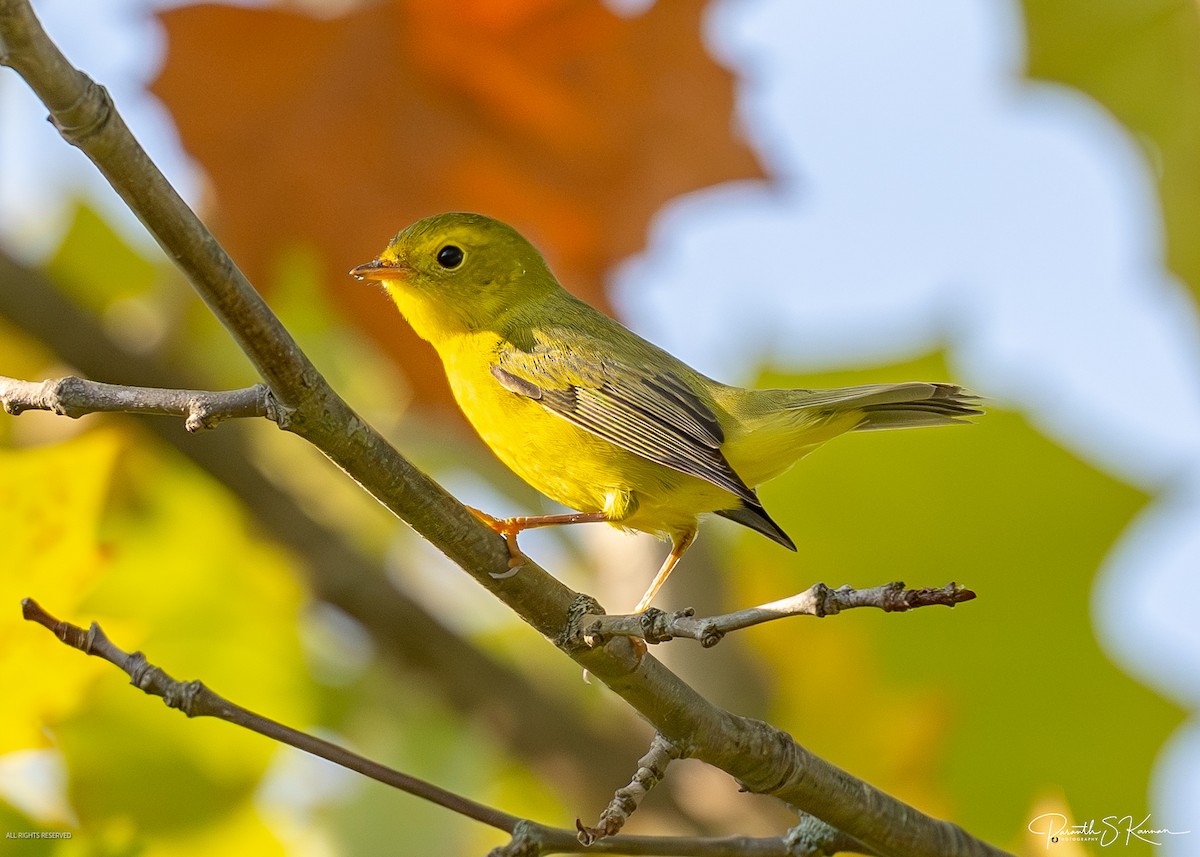 kalottparula - ML641885903