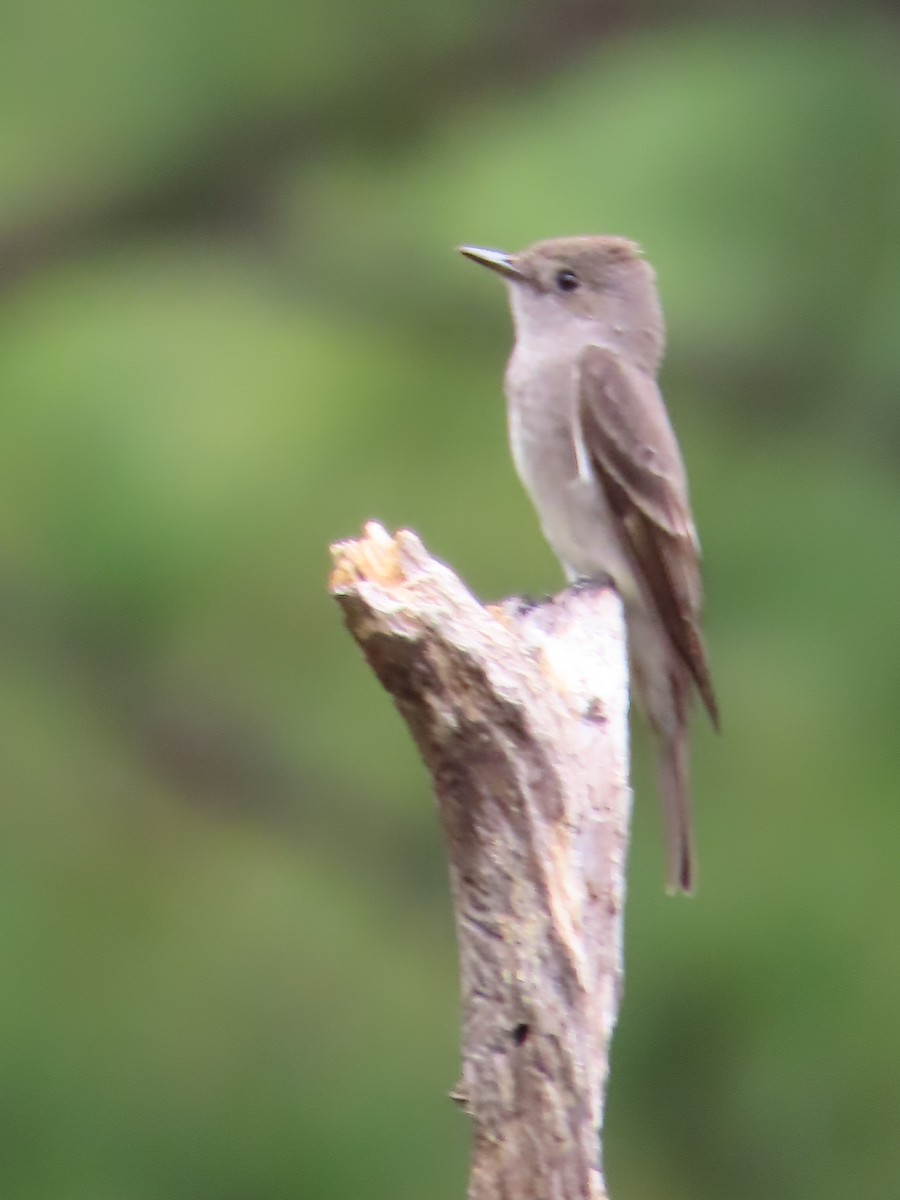 Western Wood-Pewee - ML641885911