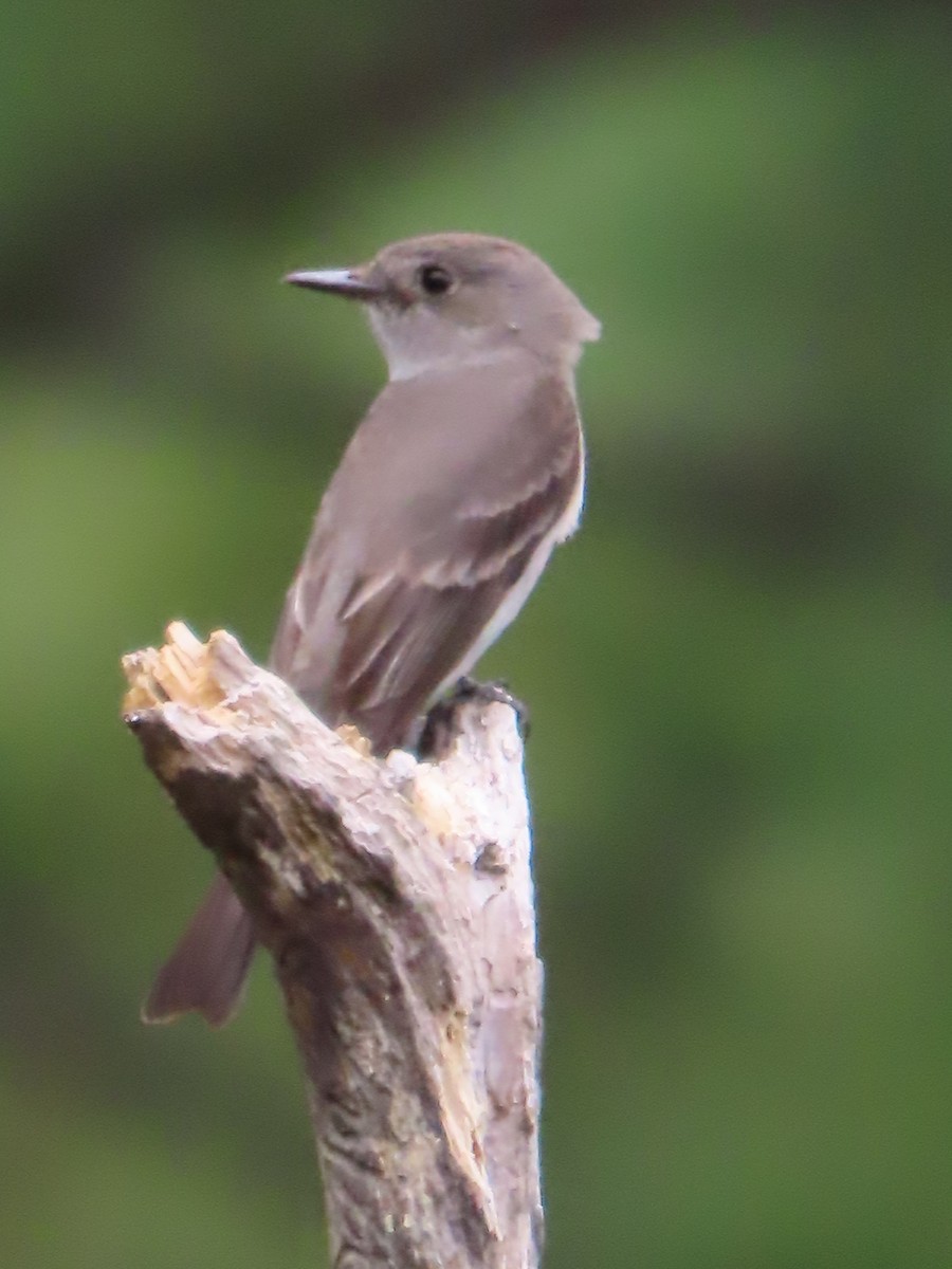 Western Wood-Pewee - ML641885912