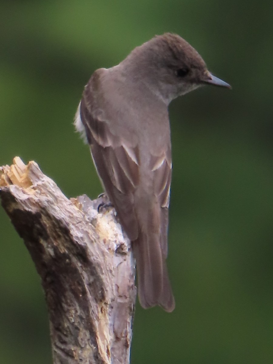 Western Wood-Pewee - ML641885913