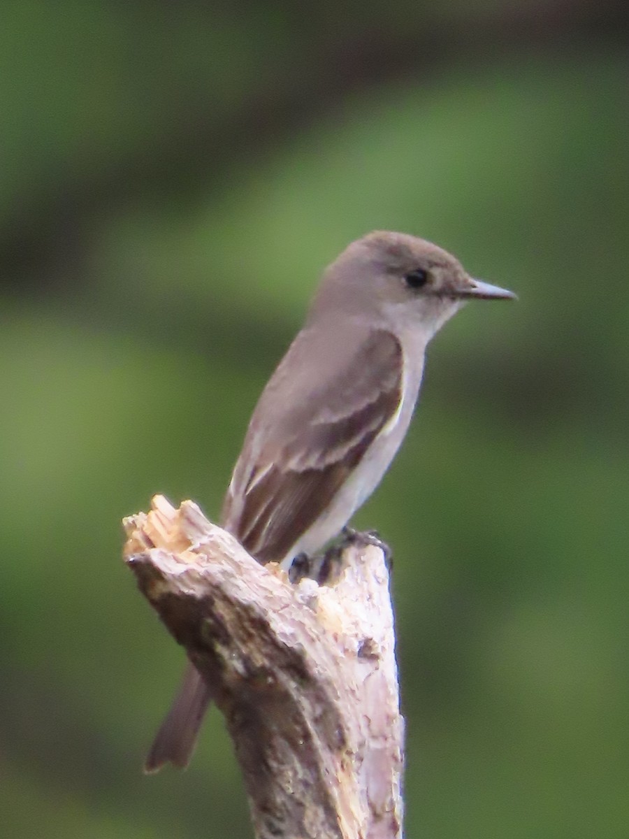 Western Wood-Pewee - ML641885914