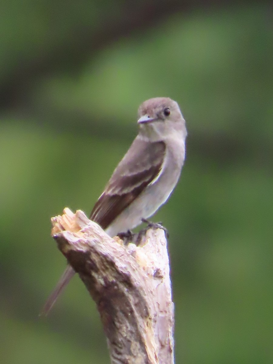 Western Wood-Pewee - ML641885916