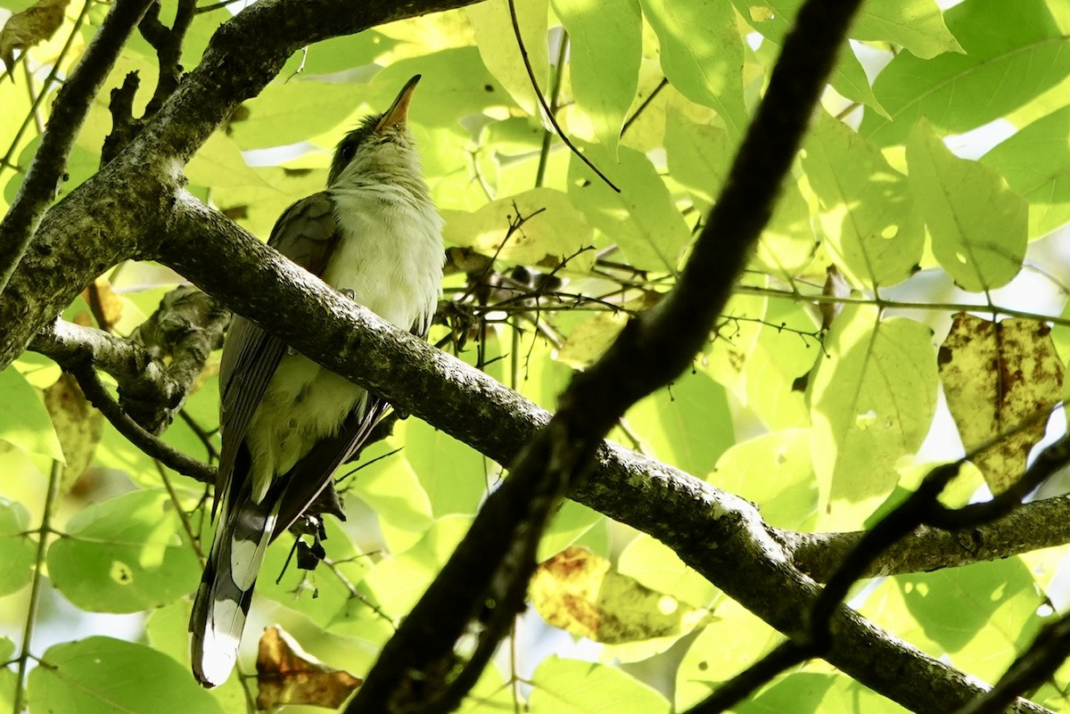 Yellow-billed Cuckoo - ML641885930