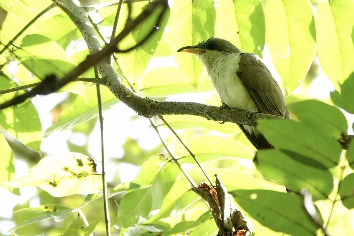Yellow-billed Cuckoo - ML641885931