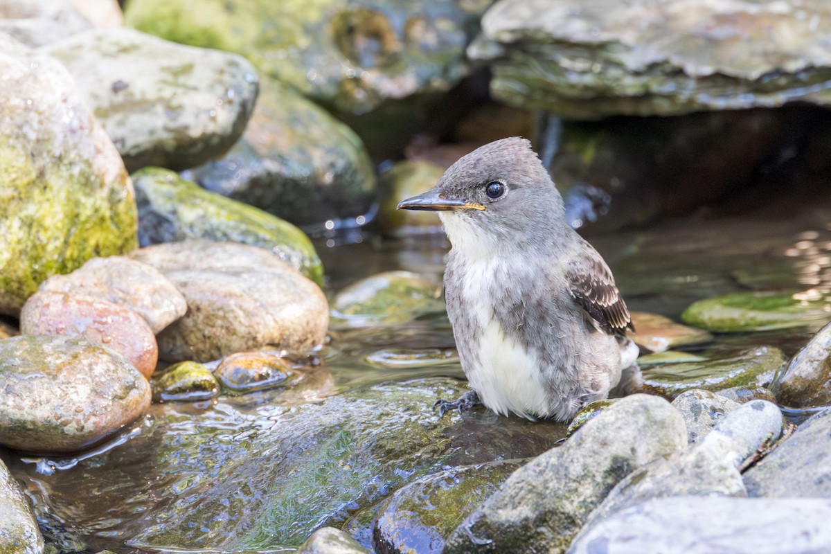 Olive-sided Flycatcher - ML641885954