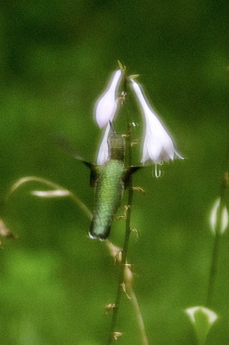 Ruby-throated Hummingbird - ML641885964