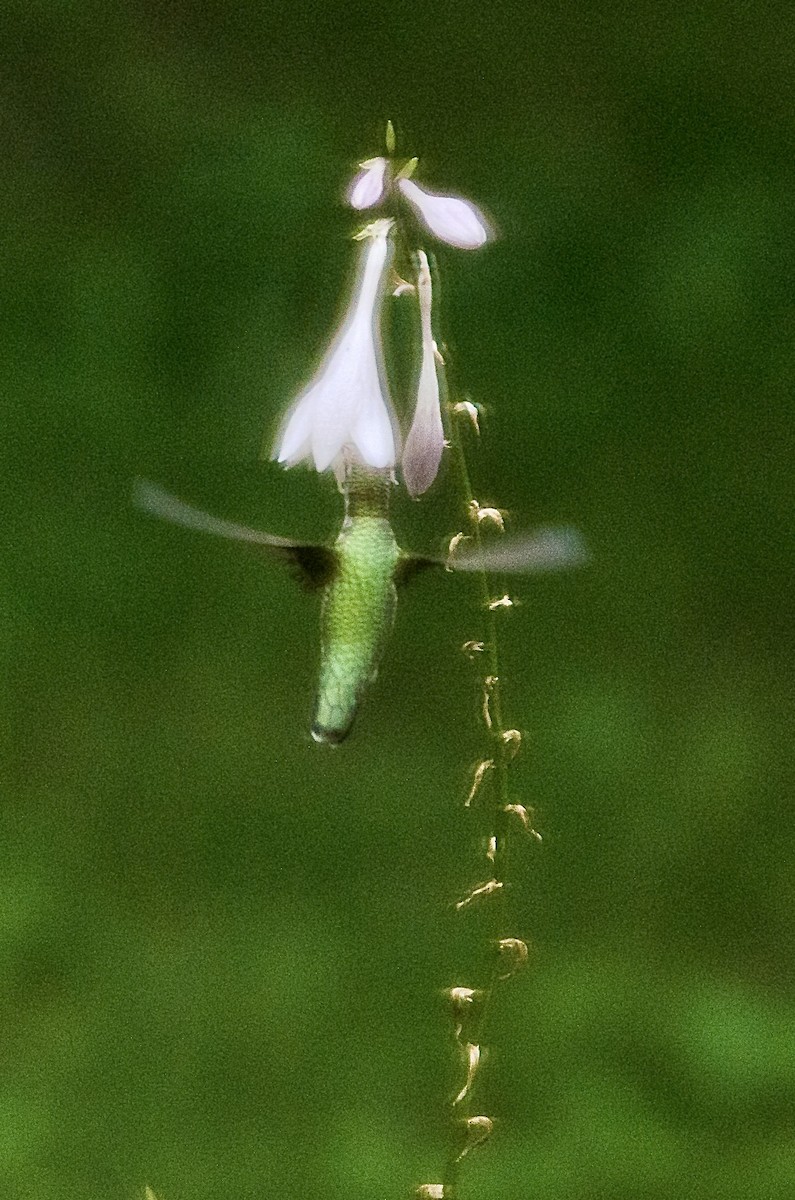 Ruby-throated Hummingbird - ML641885965