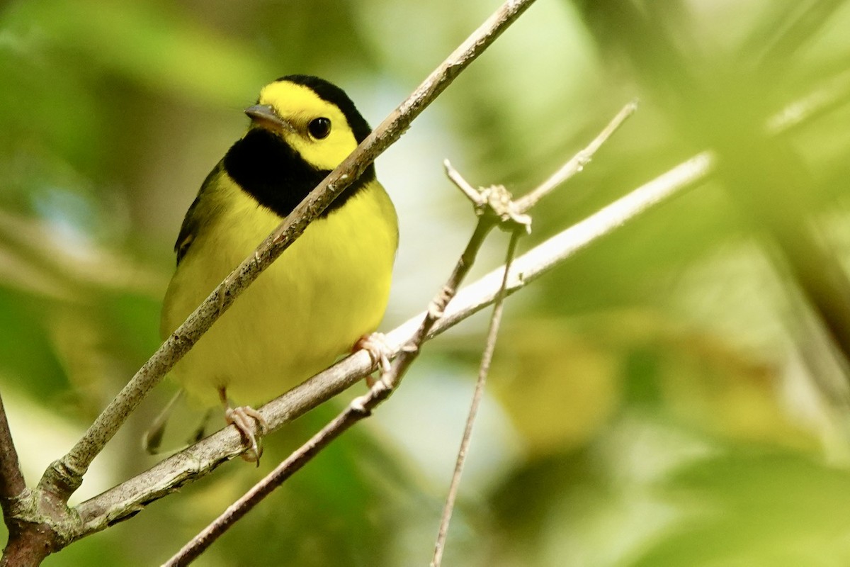 Hooded Warbler - ML641885987