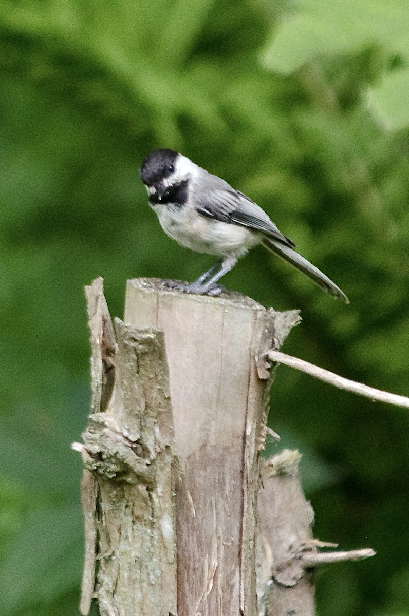 Black-capped Chickadee - ML641886002