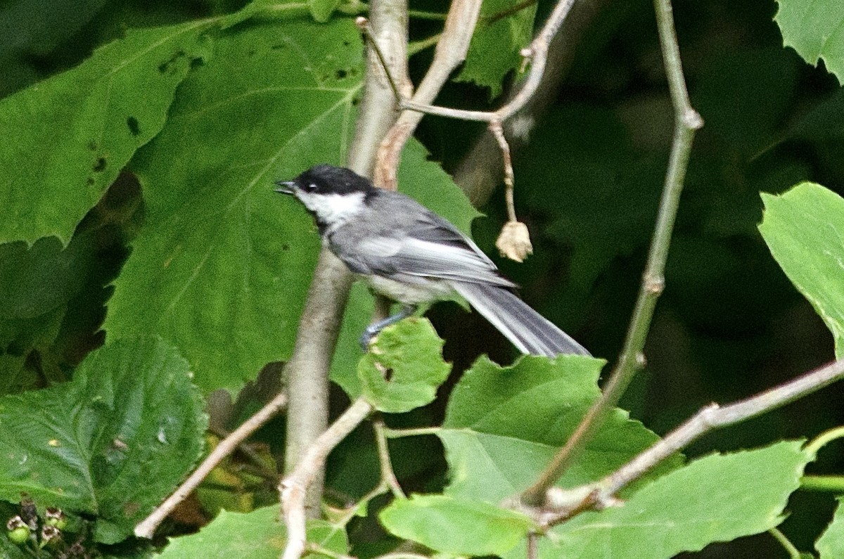 Black-capped Chickadee - ML641886003
