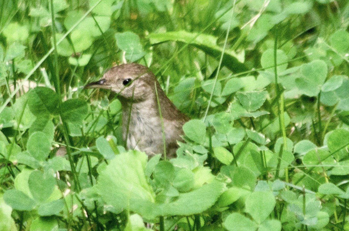 Northern House Wren - ML641886013