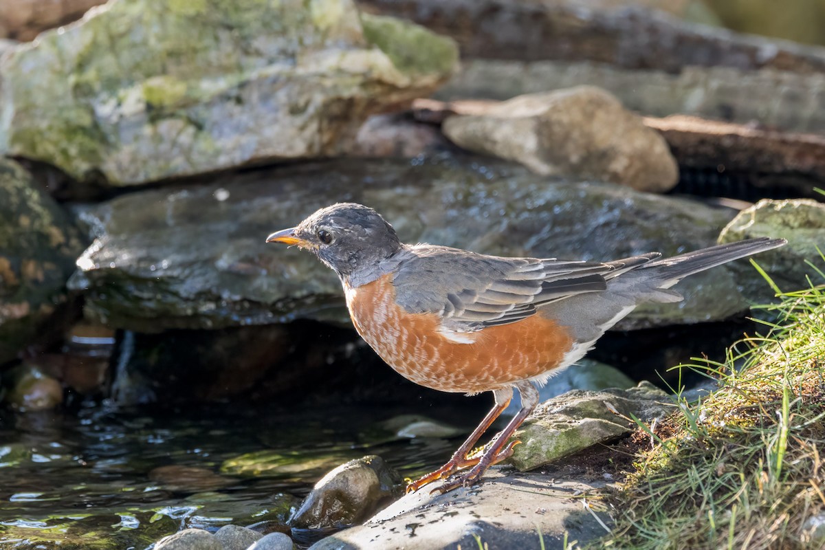 American Robin - ML641886018