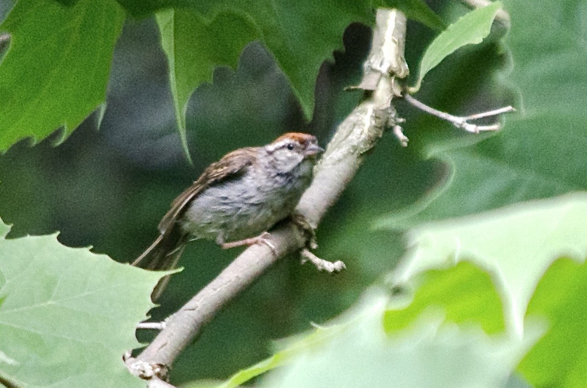 Chipping Sparrow - ML641886025