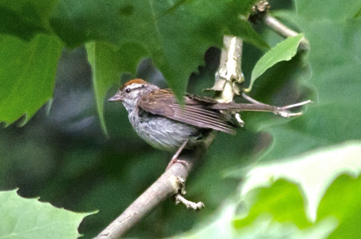 Chipping Sparrow - ML641886026