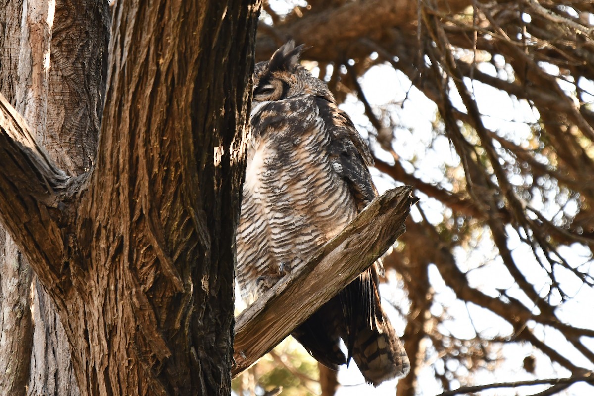 Great Horned Owl - ML641886046
