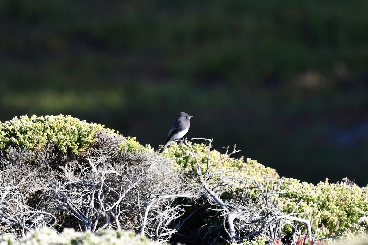 Black Phoebe - ML641886061