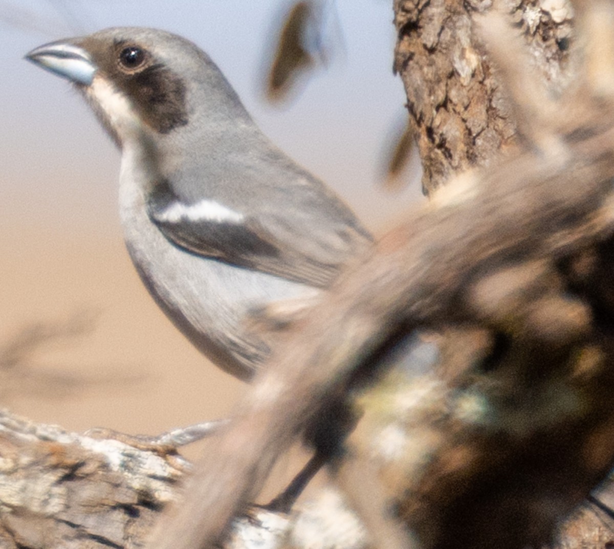 White-banded Tanager - ML641886084