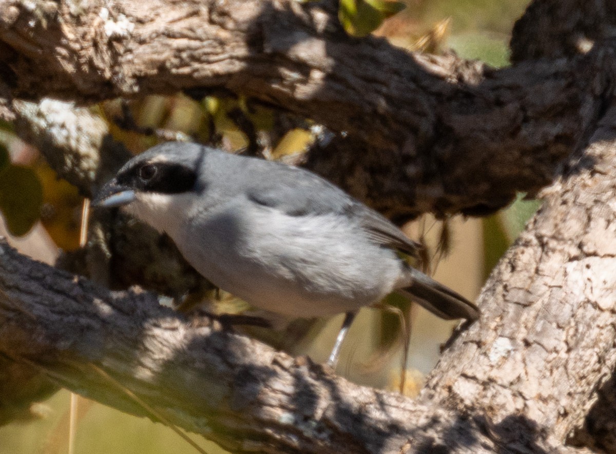 White-banded Tanager - ML641886085