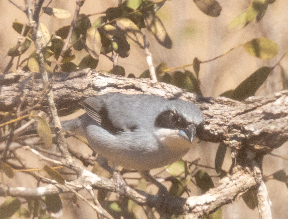White-banded Tanager - ML641886086