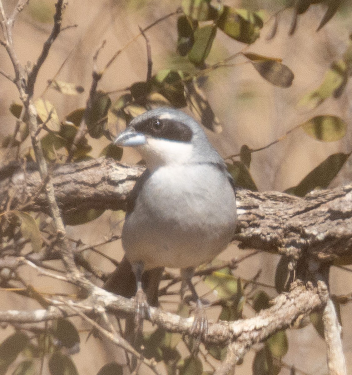 White-banded Tanager - ML641886087