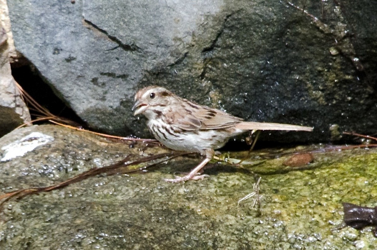 Song Sparrow - ML641886100