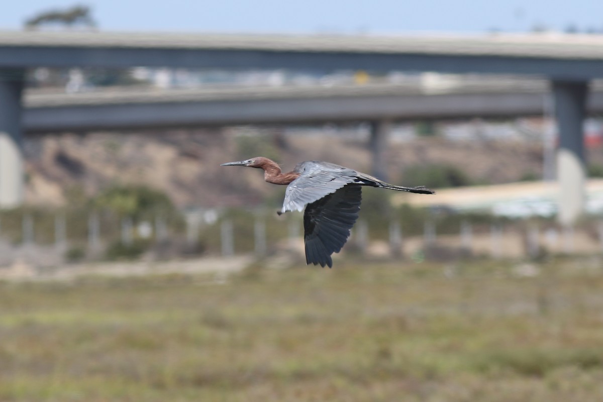 Reddish Egret - ML641886102