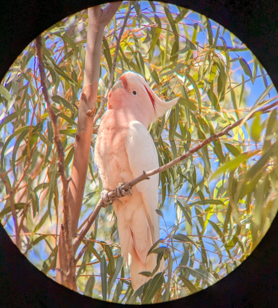 Pink Cockatoo - ML641886118