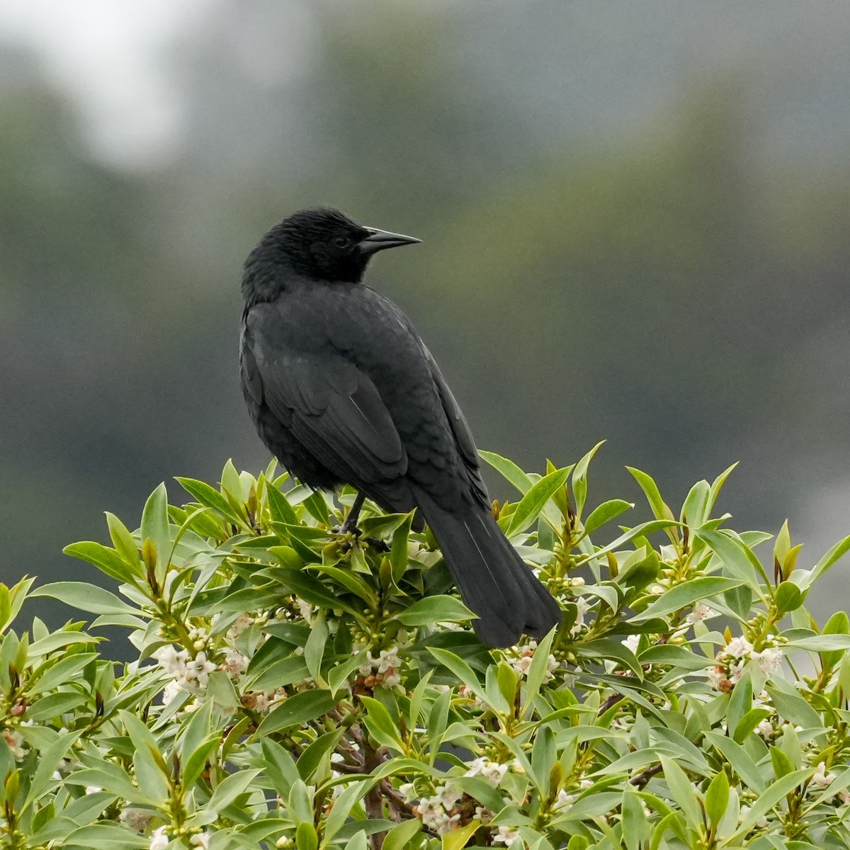 Austral Blackbird - ML641886127