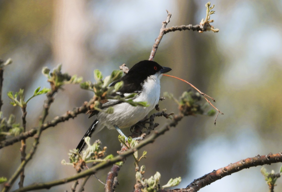 Great Antshrike - ML641886133