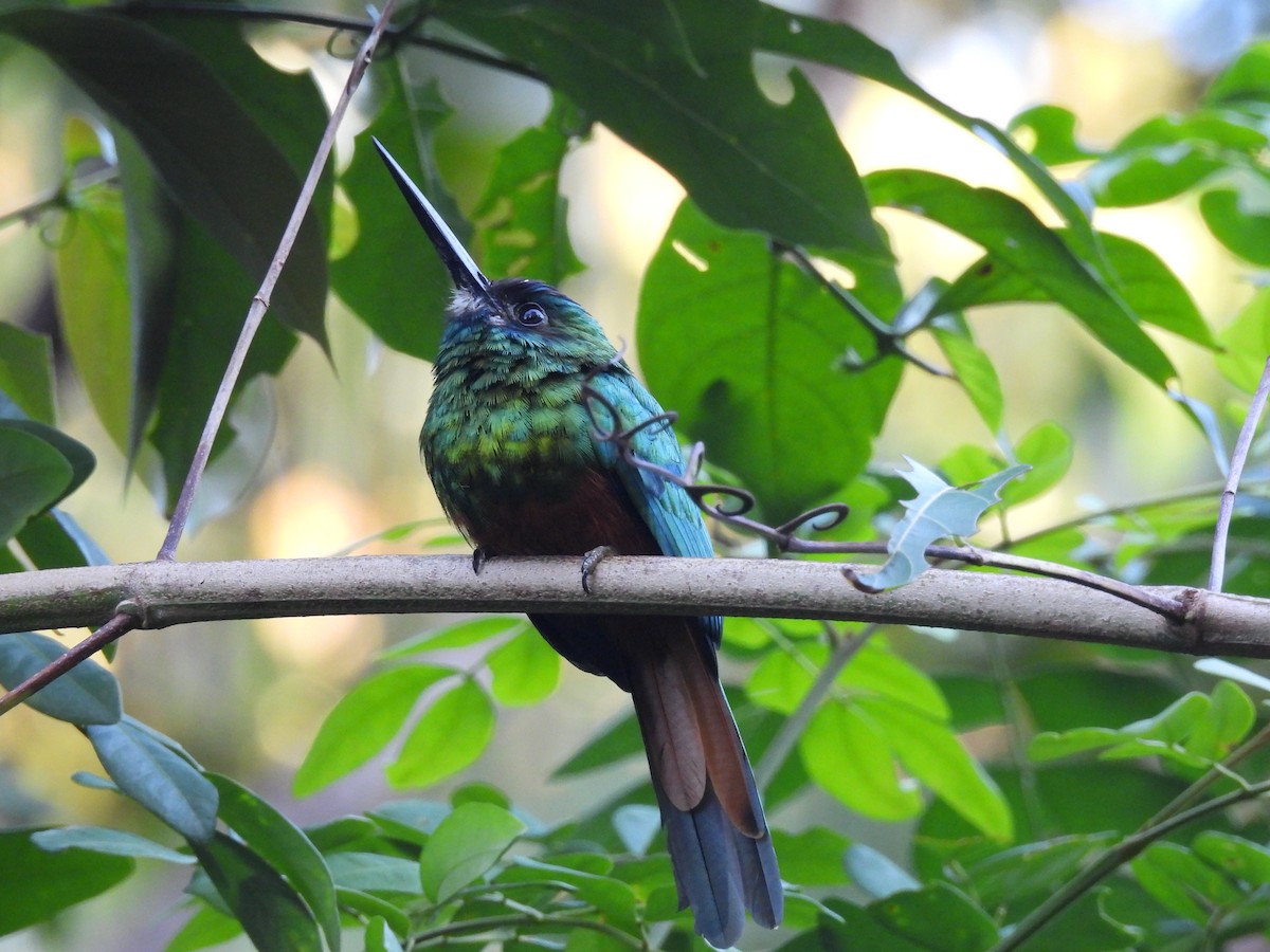 White-chinned Jacamar - ML641886144