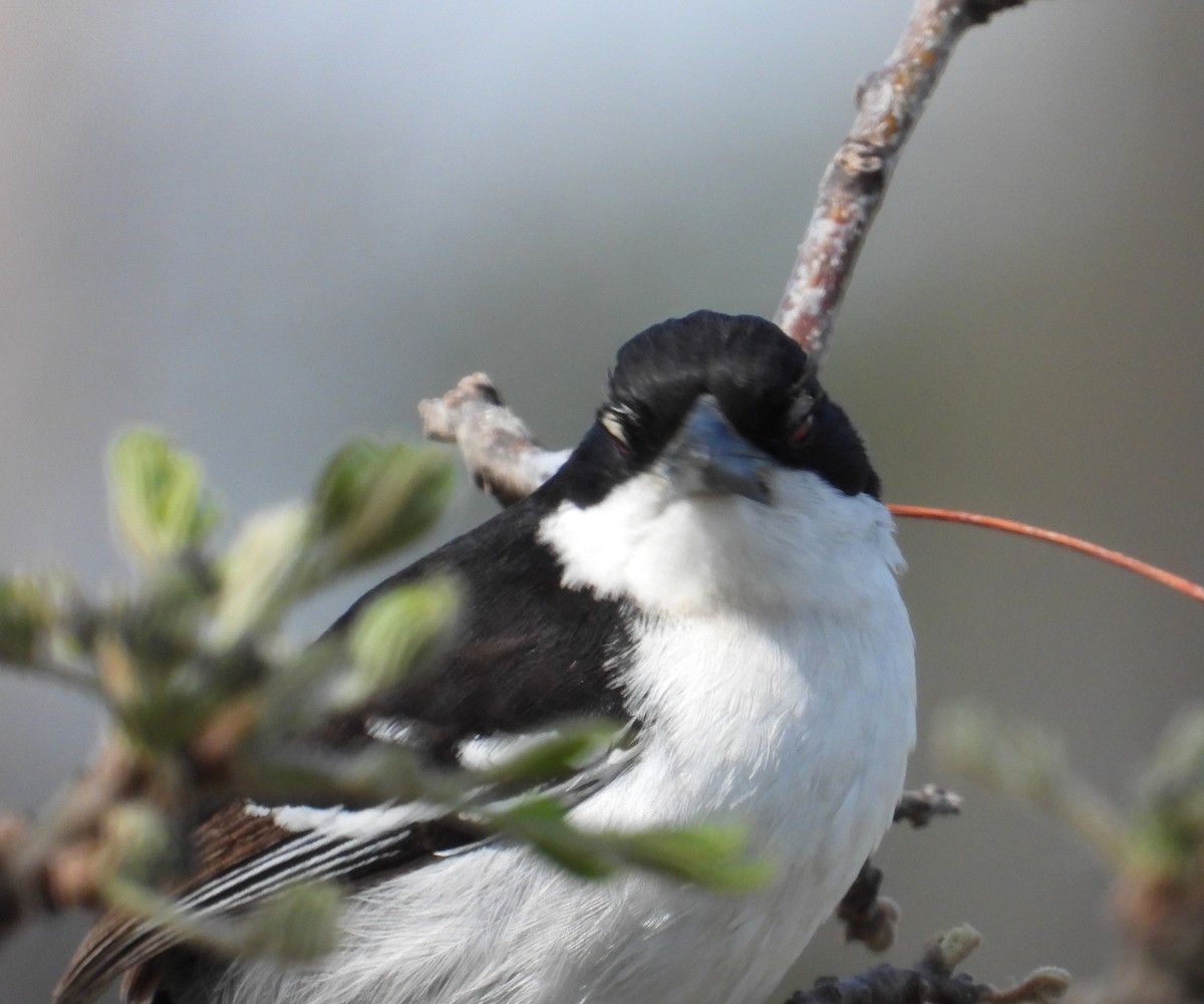Great Antshrike - ML641886148