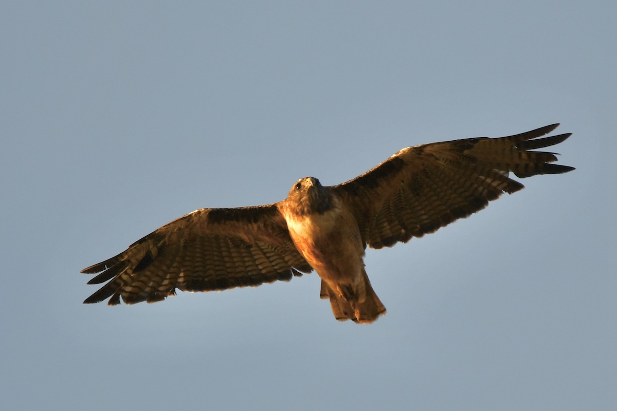 Red-tailed Hawk - ML641886150