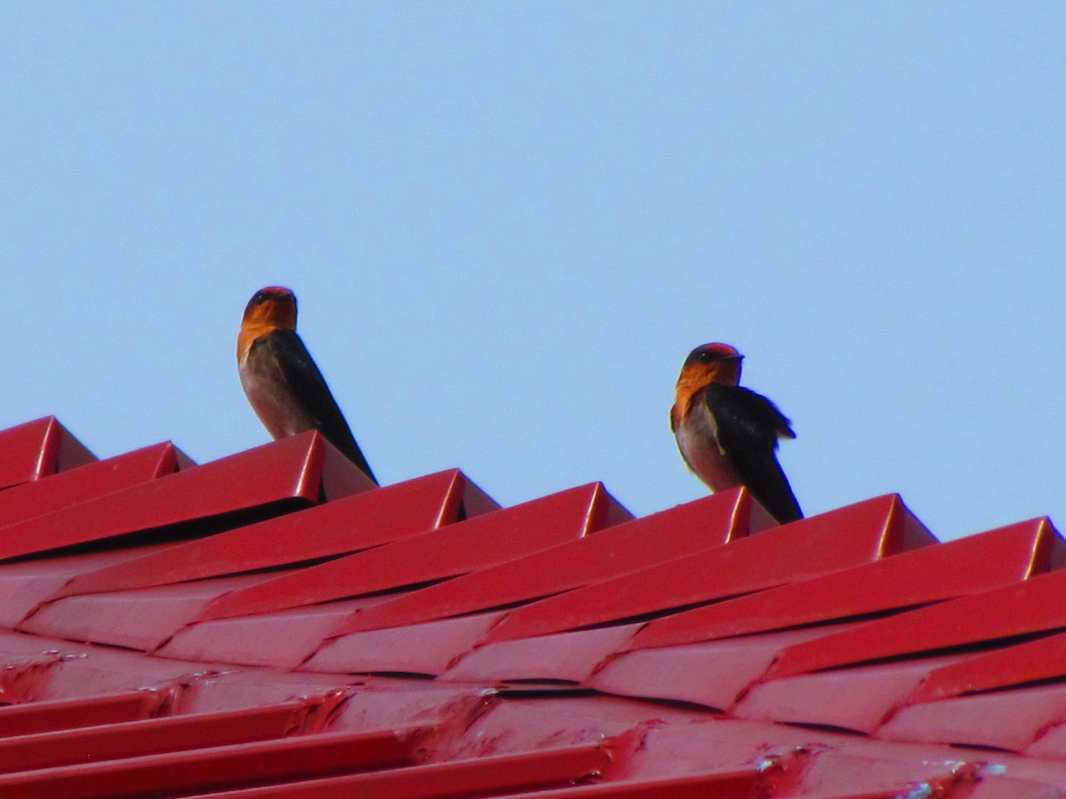Pacific Swallow - ML641886161