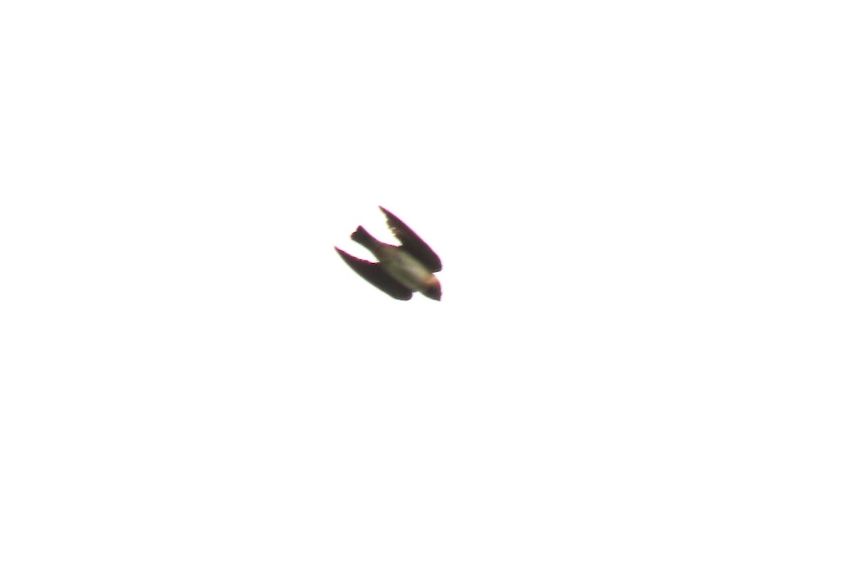 Cliff Swallow - ML641886185
