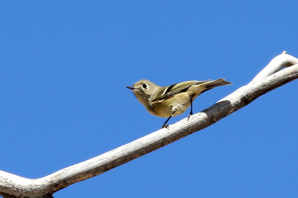 Ruby-crowned Kinglet - ML641886192