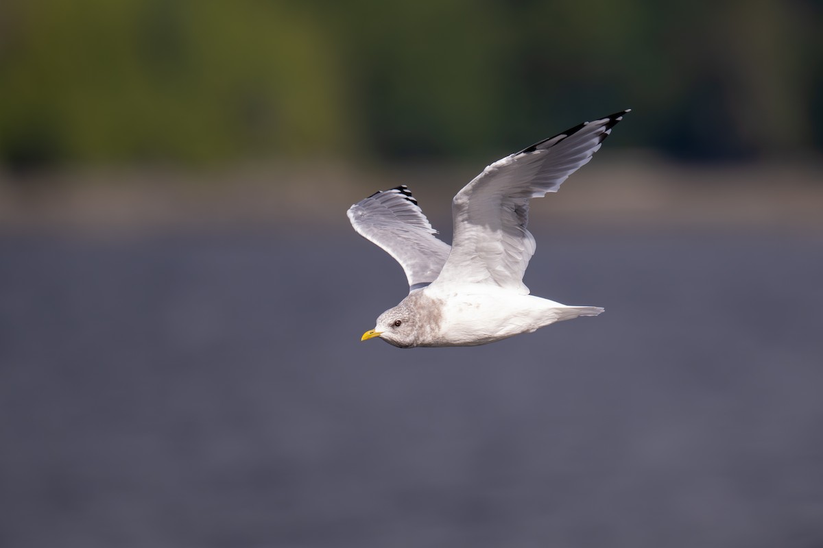 Kurzschnabel-Sturmmöwe - ML641886194