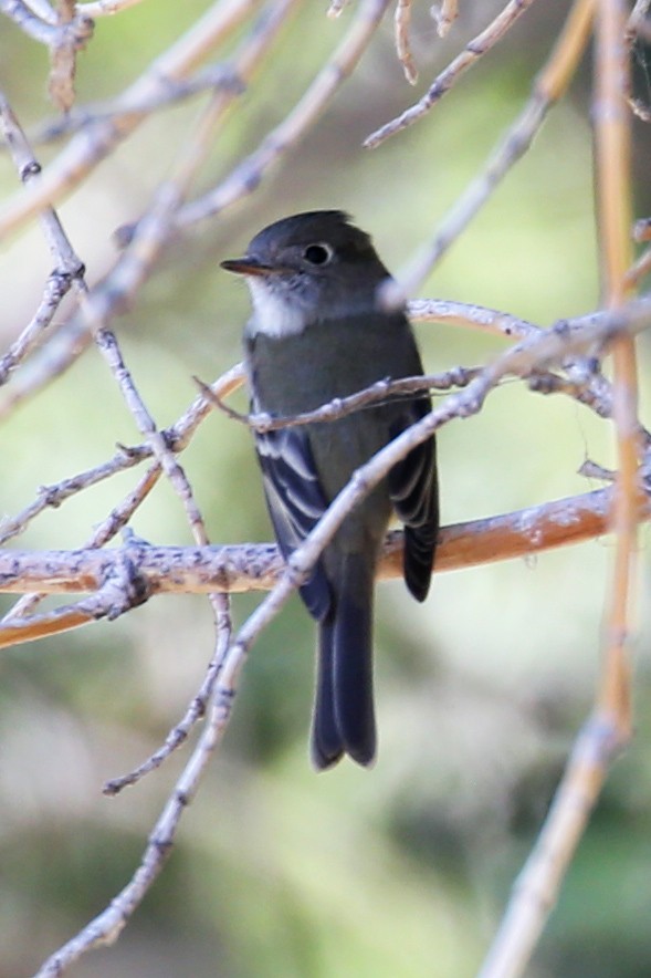 Mosquero Oscuro - ML641886202