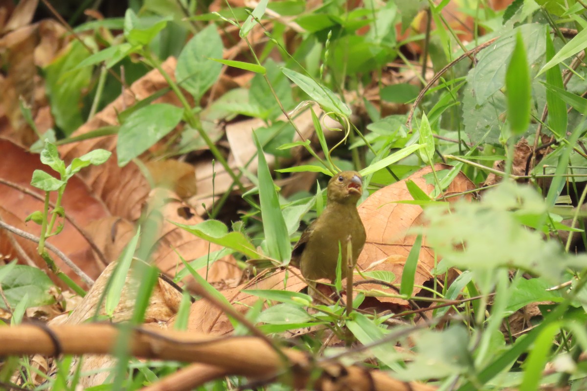 Variable Seedeater - ML641886231
