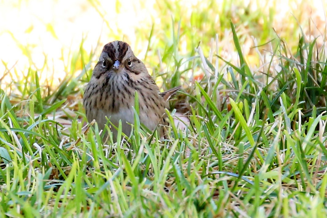 Lincoln's Sparrow - ML641886234