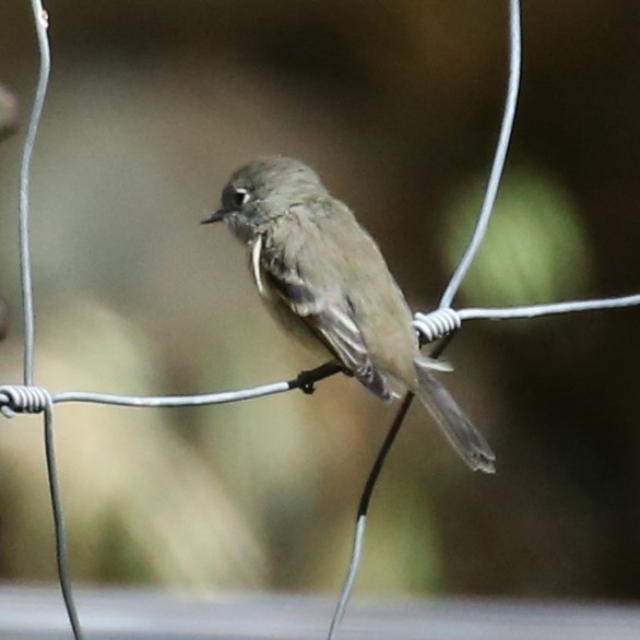 Gray Flycatcher - ML641886239