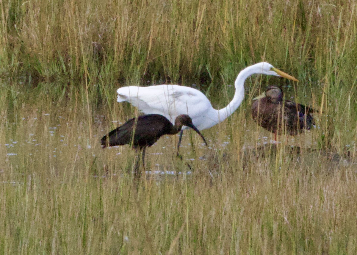 Glossy Ibis - ML641886253