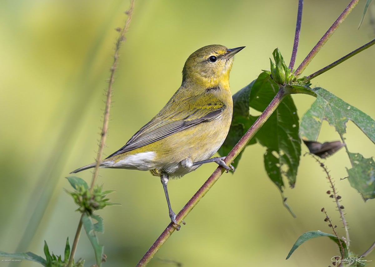 møllparula - ML641886259